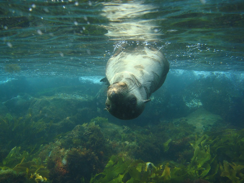 Snorkel with Seals on the Bay - Children