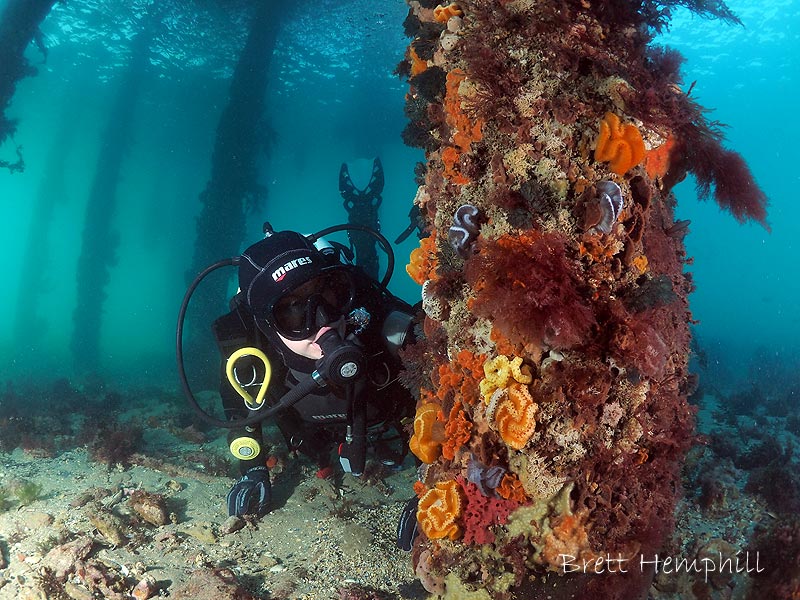 SDI Discover Scuba Diving Experience