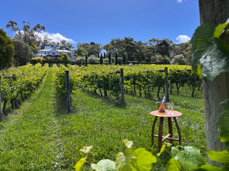 Morning Sun vineyard experience and lunch for two