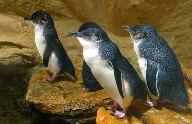 Evening Penguin Barunguba Montague Island Tour