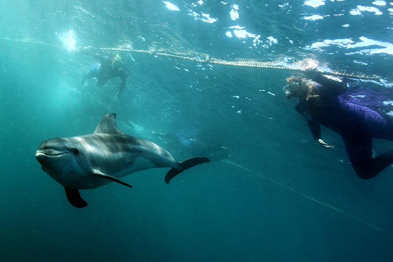 Dolphin & Seal Swim (Morning)