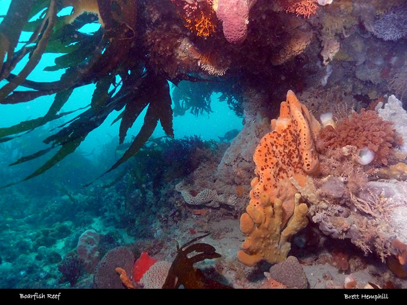 Boarfish Reef 8-22m + Pope's Eye 0-12m
